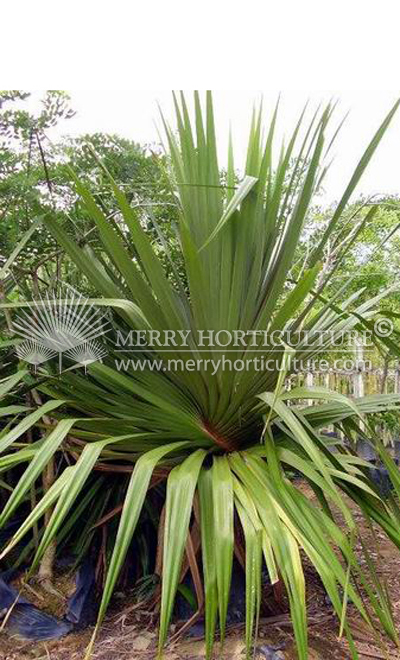 Pandanus utillis Screwpine (2m)